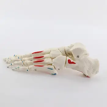 Анатомическая модель стопы 1:1 Анатомия мышц, связок, подошвенного скелета стопы для обучения